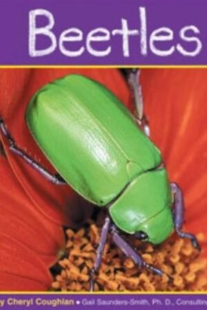 Beetles